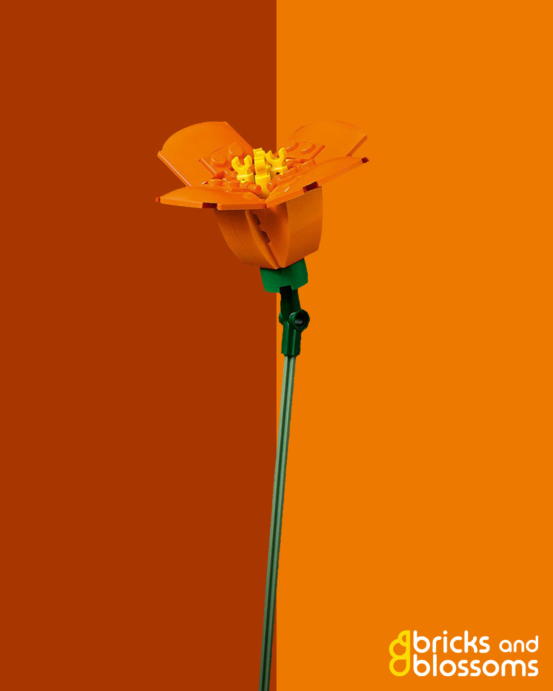 California Poppy