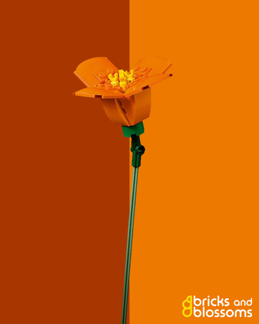 California Poppy