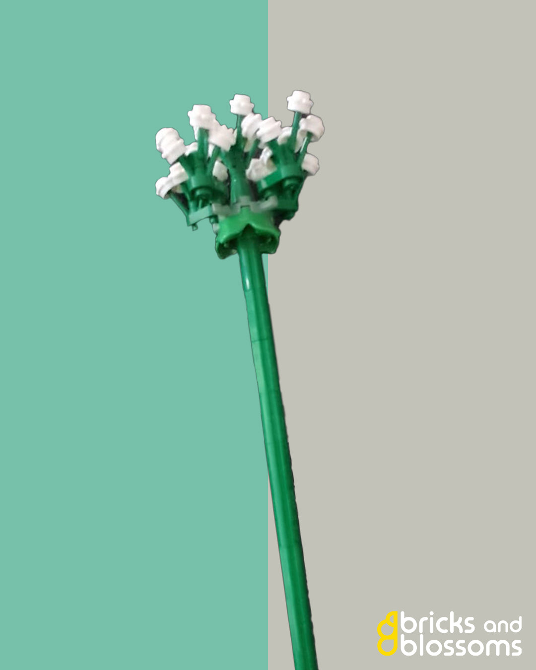 Cow Parsley