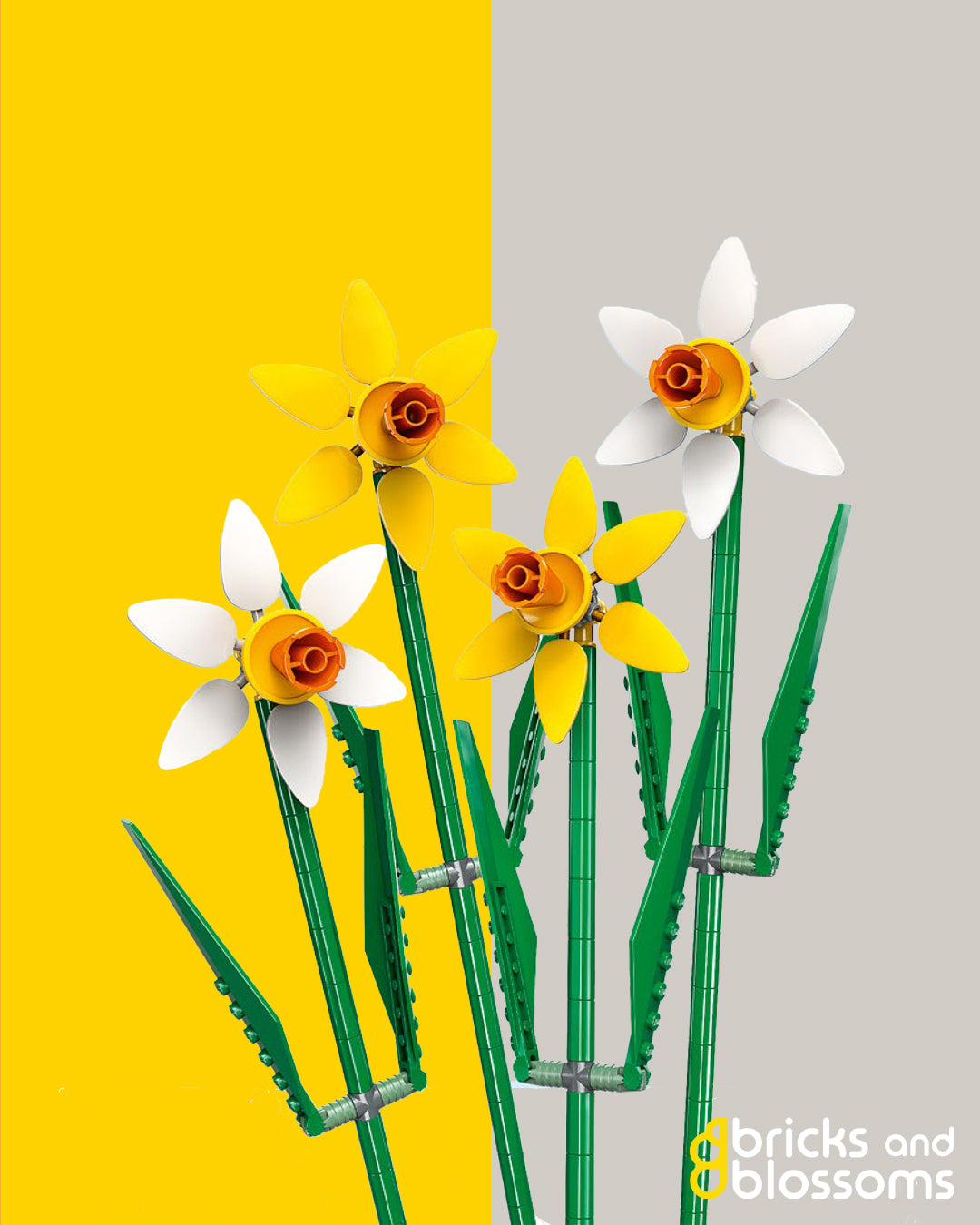 White Daffodil