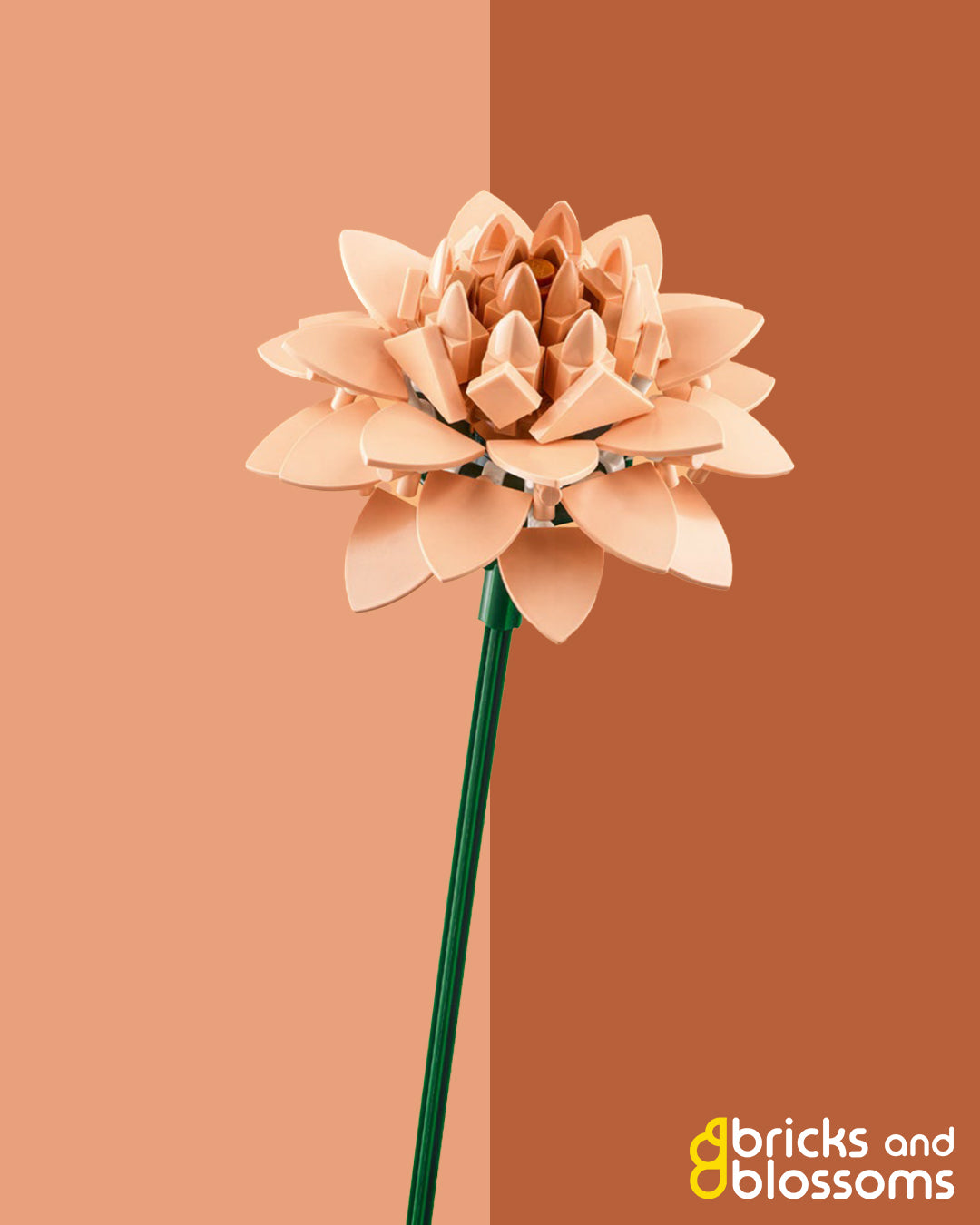 Waterlilly Dahlia