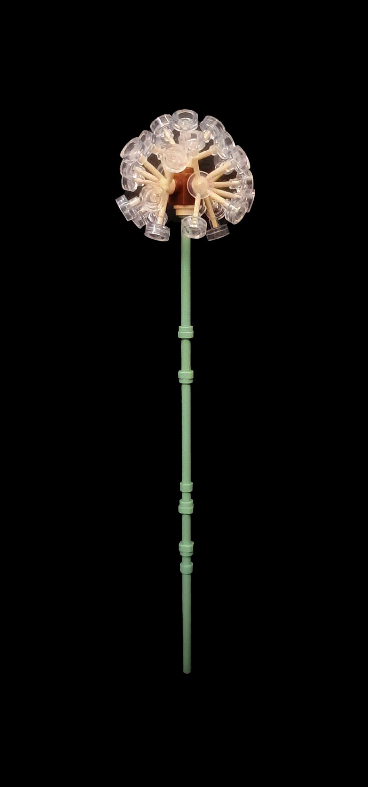 Dandelion