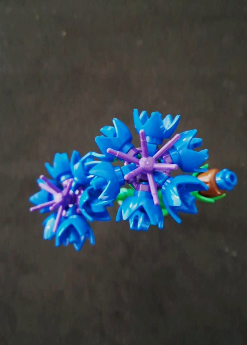 Blue Cornflower