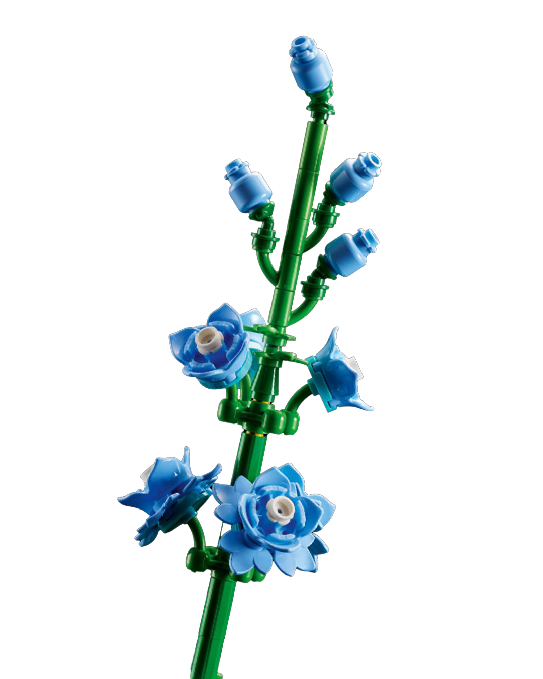 Larkspur