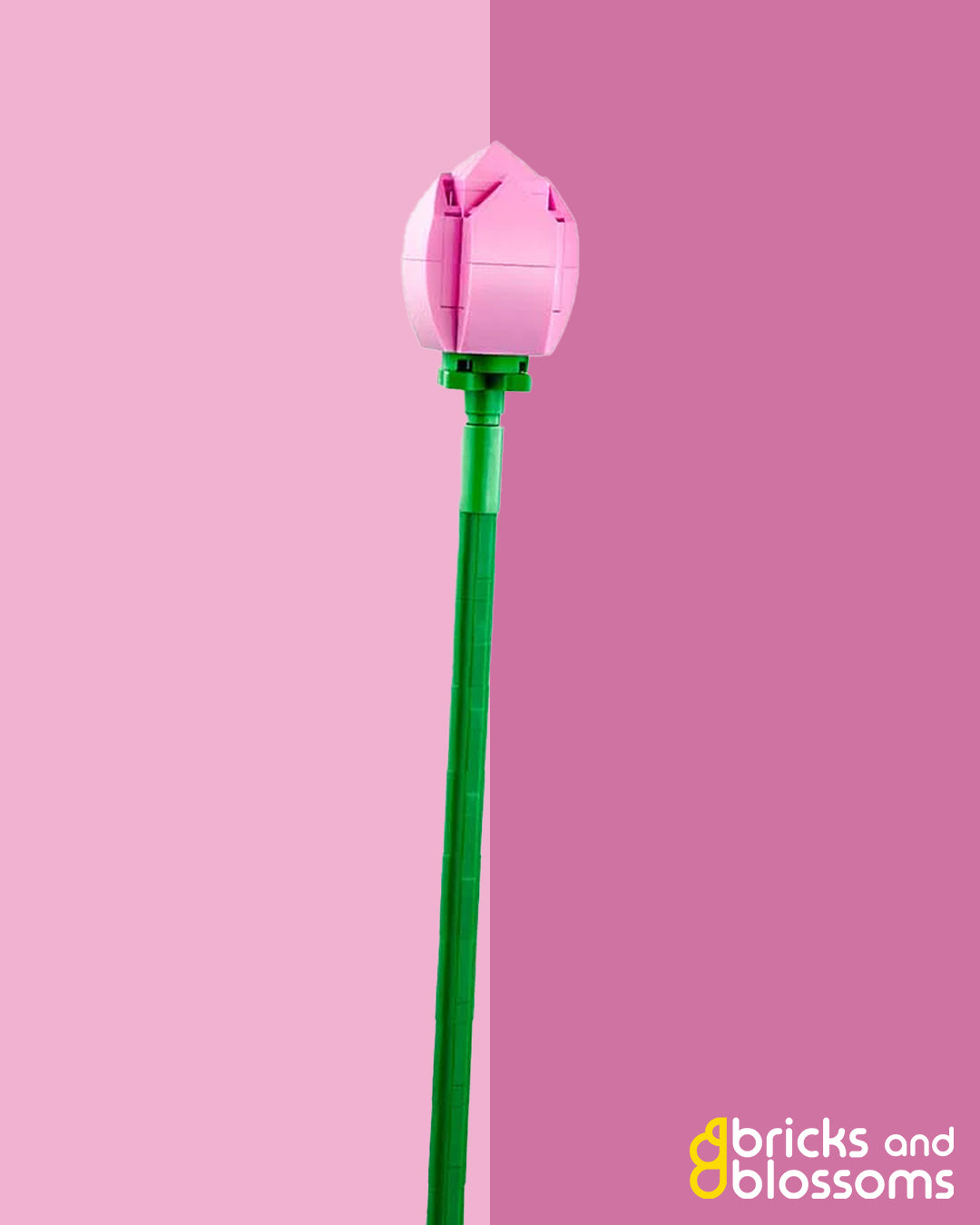 Pink Lotus Flower Stem Closed