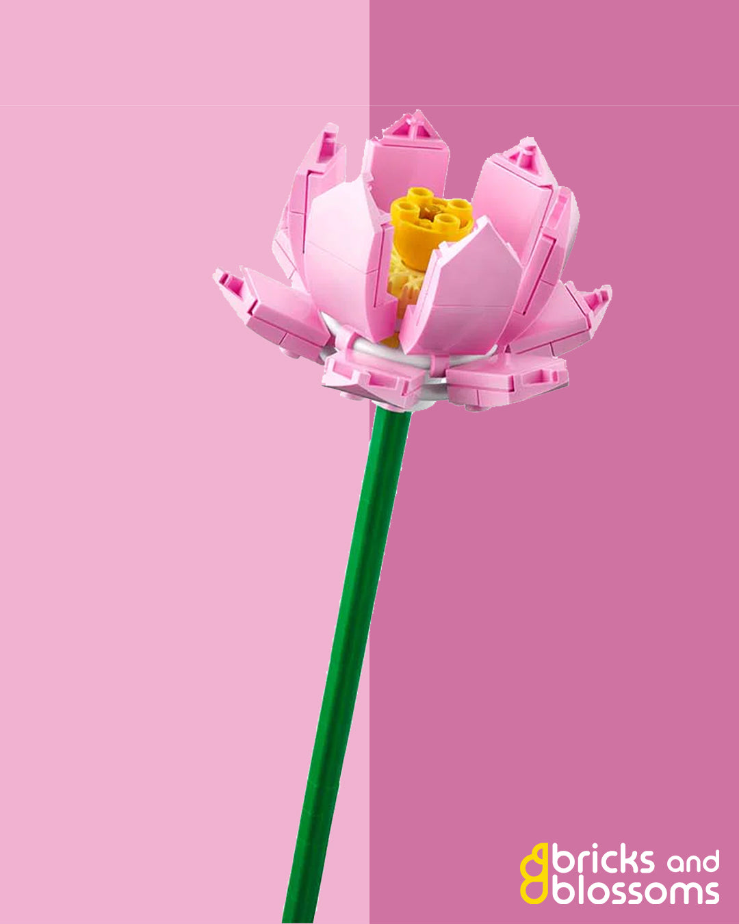 Pink Lotus Flower Stem