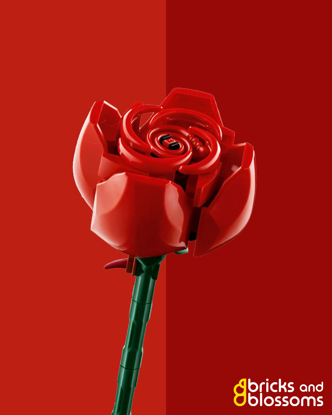 Red Rose - Open Bud