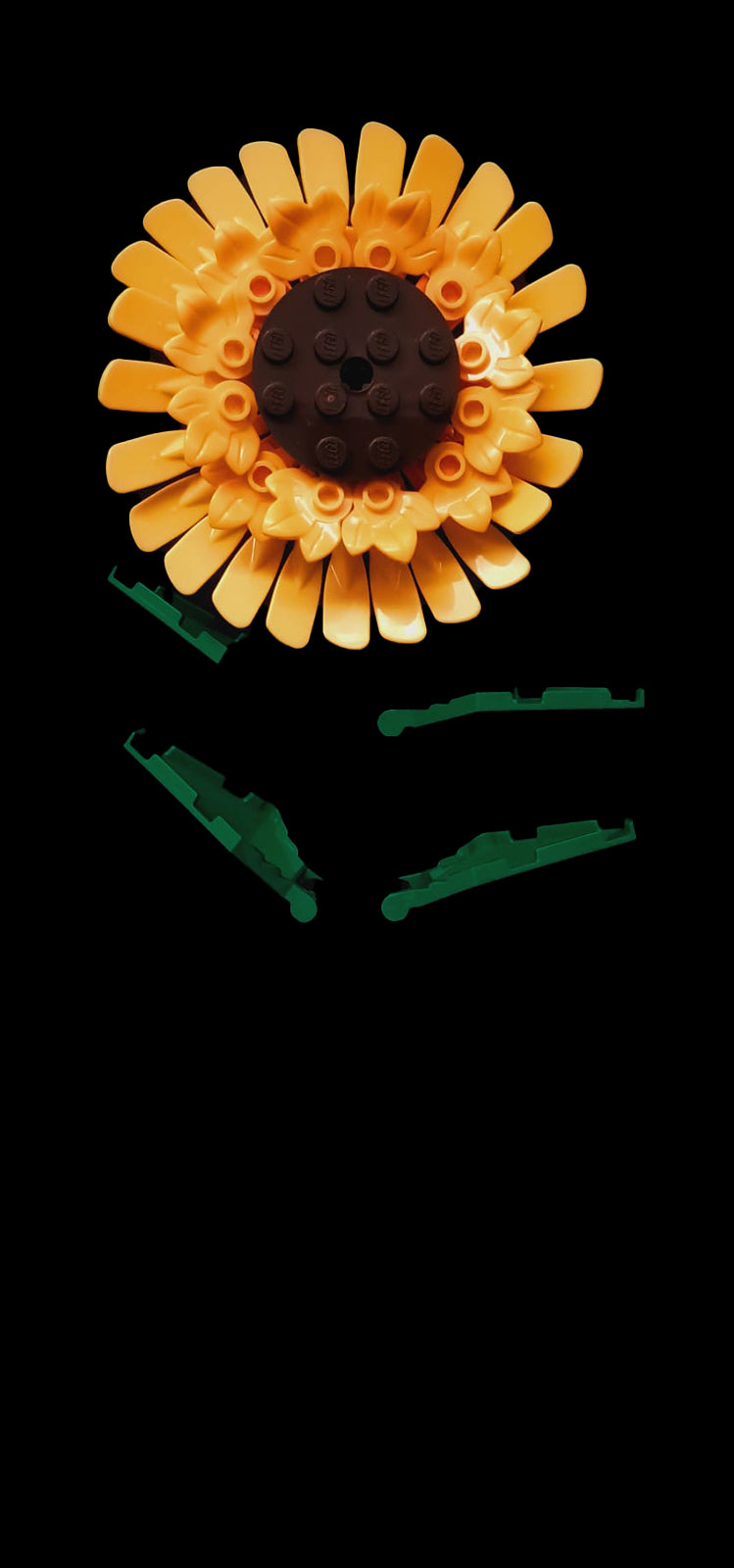 Sunflower Stem