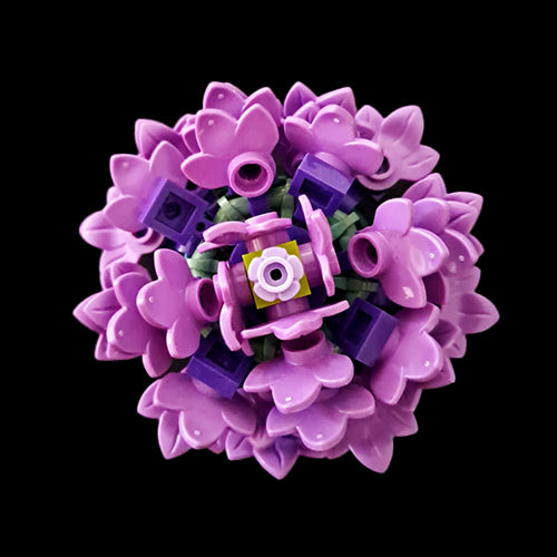 Asters