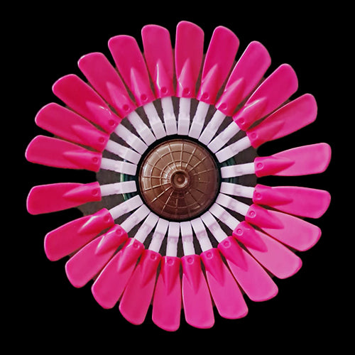 Pink Gerber Daisy