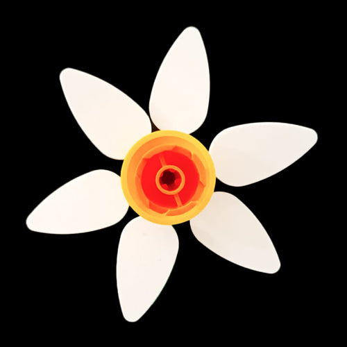 White Daffodil