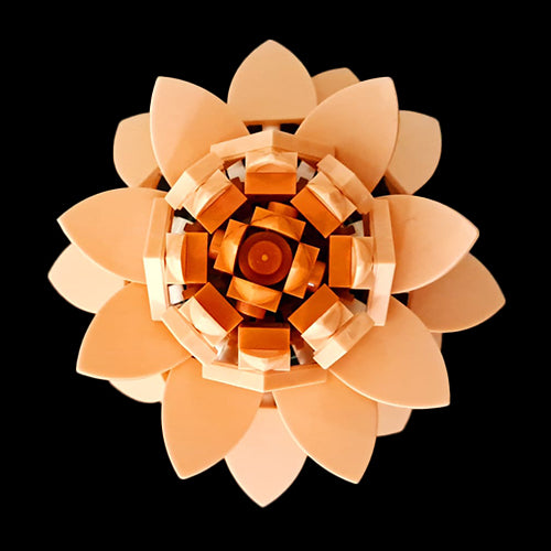 Waterlilly Dahlia