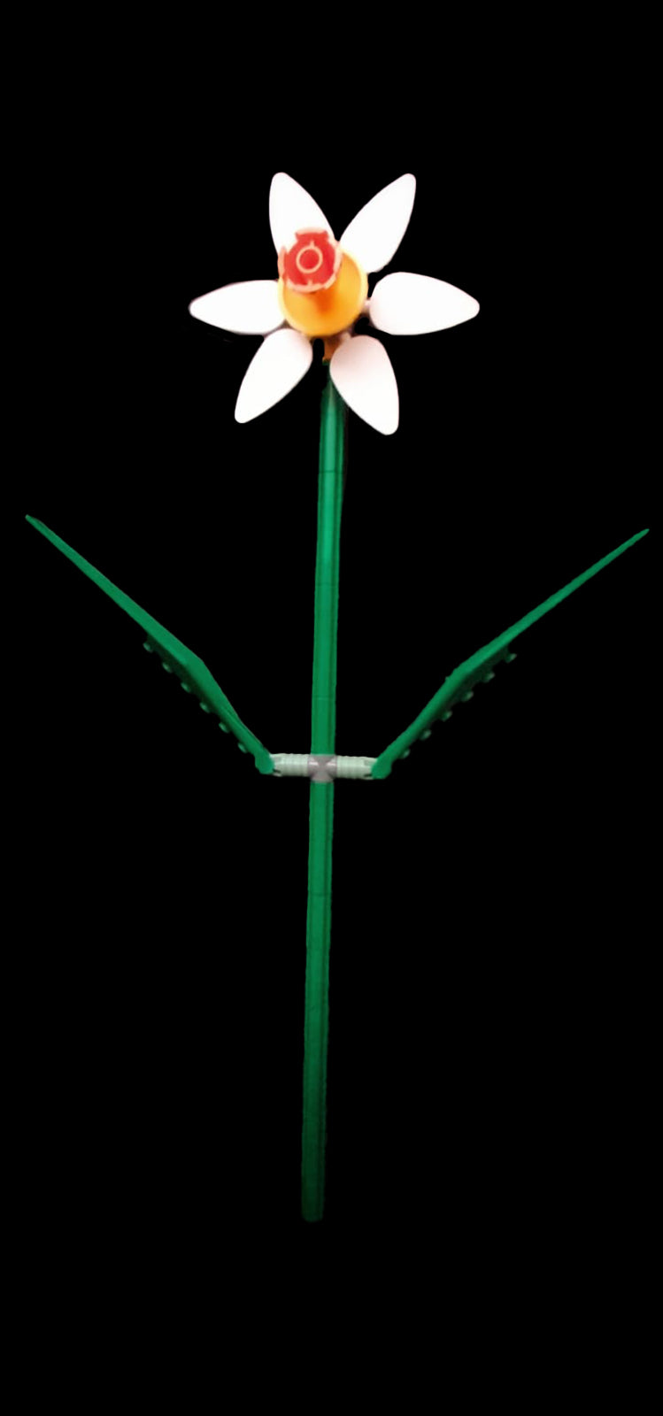 White Daffodil
