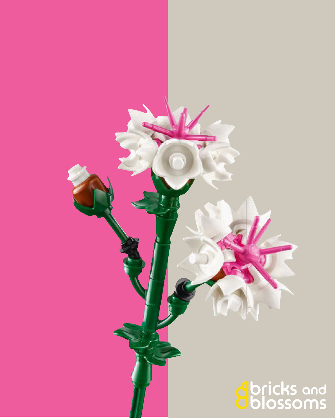 White Cornflower