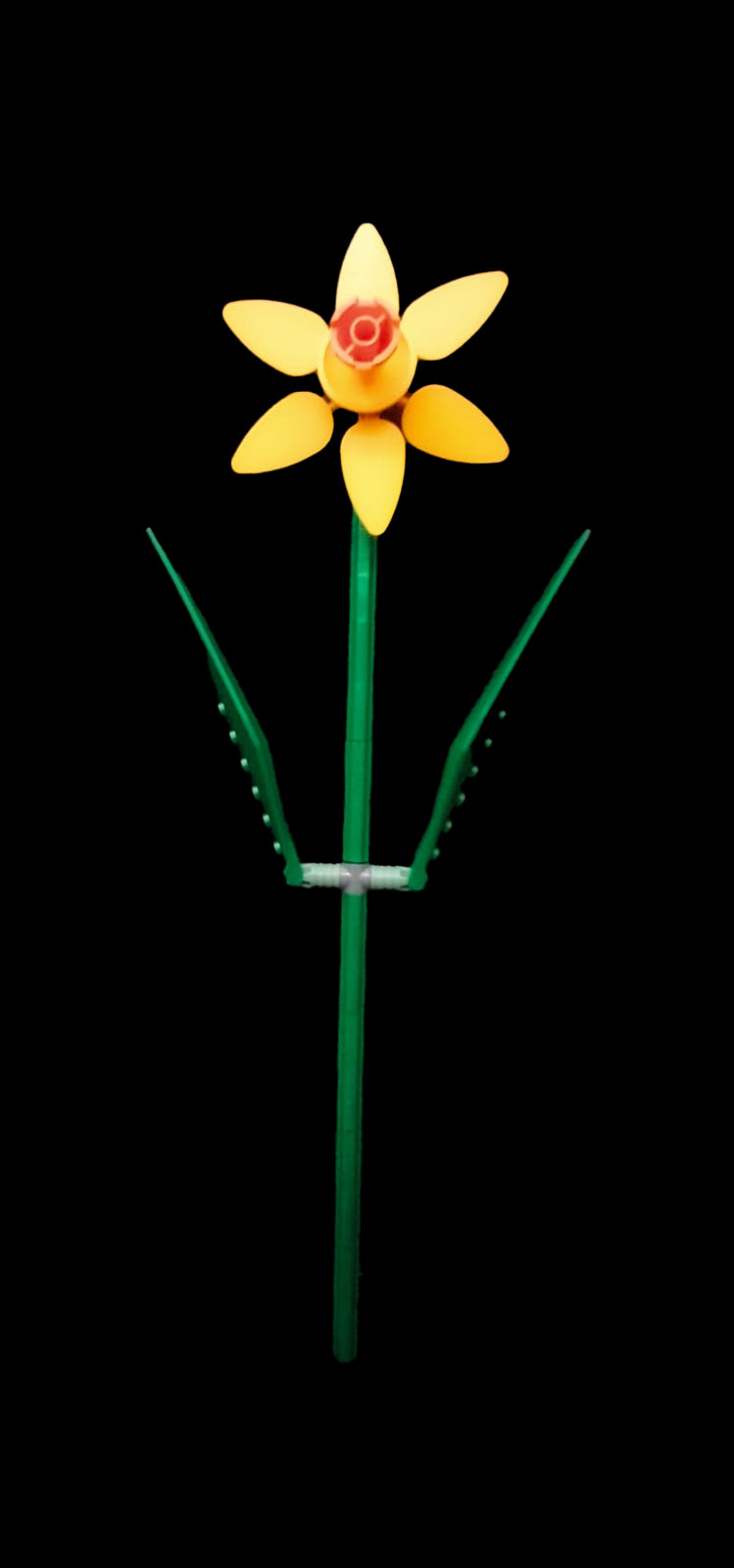 Yellow Daffodil