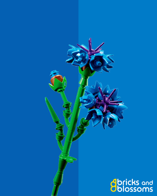 Blue Cornflower