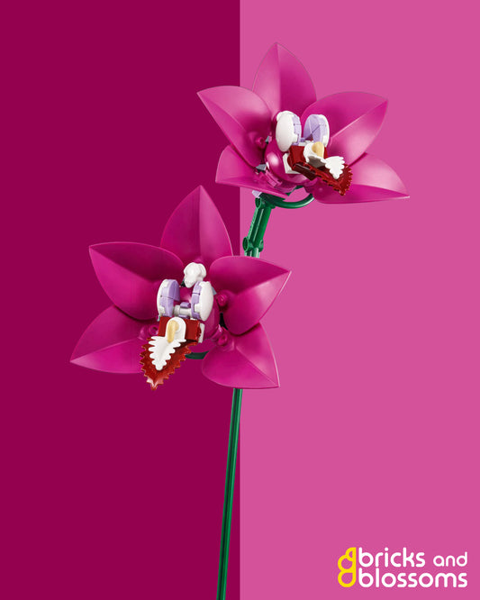 Boat Orchid