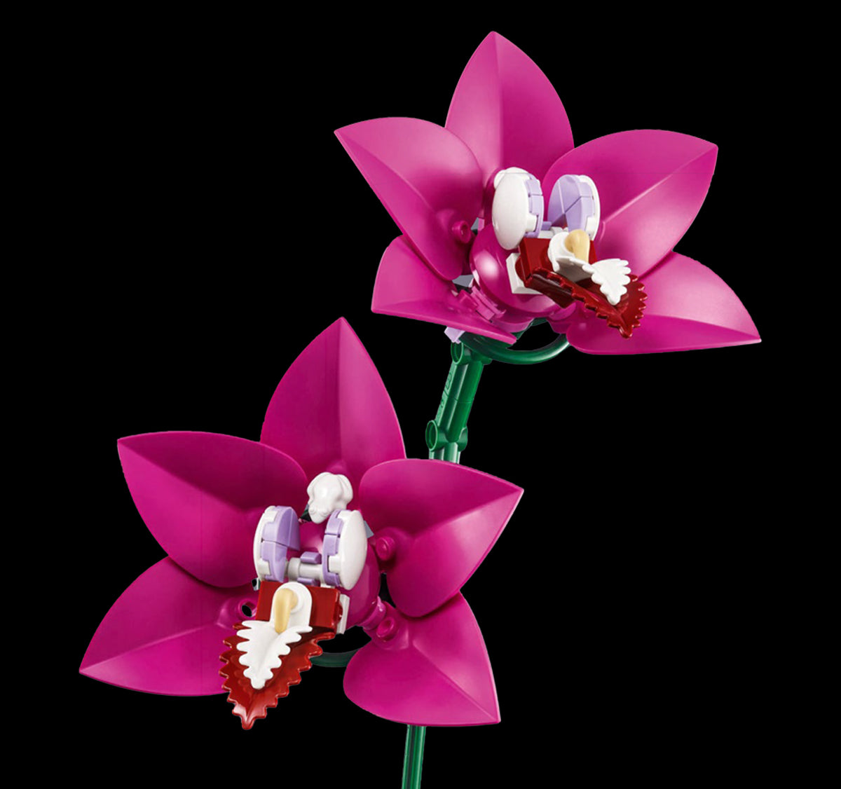 Boat Orchid
