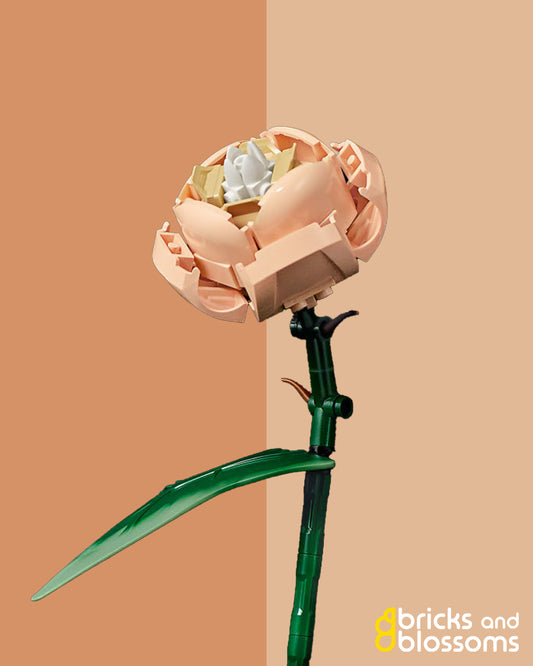 Cream Rose