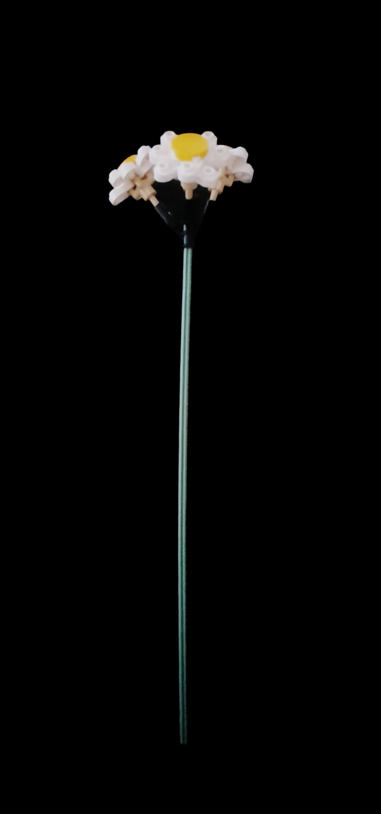 Daisy Stem