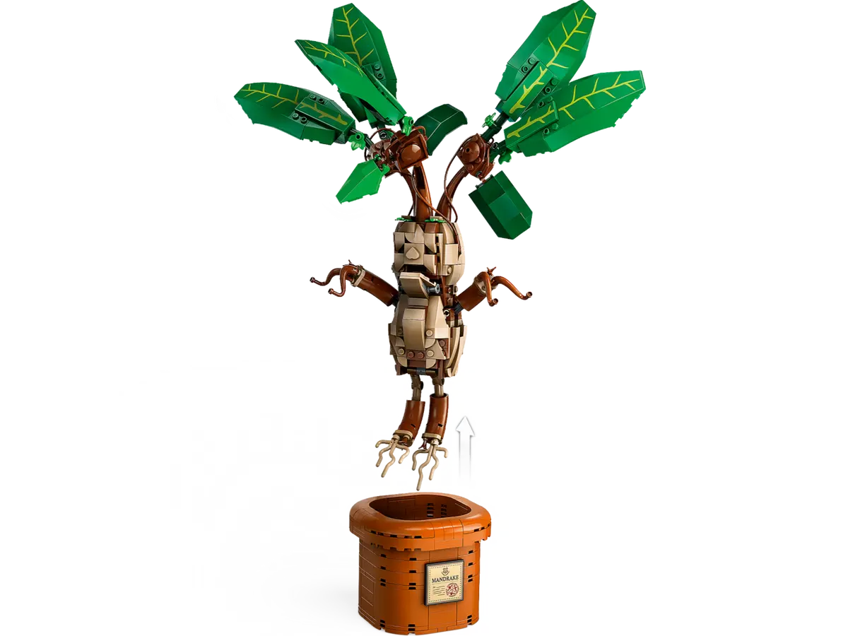 The Mandrake Gender Reveal