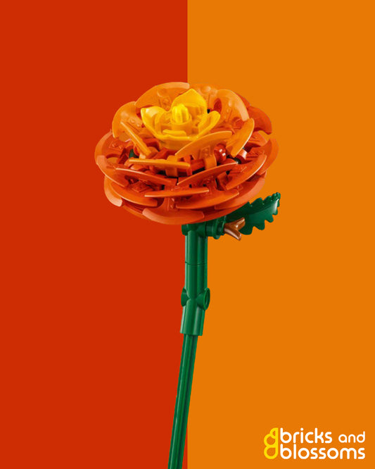 Persian Buttercup
