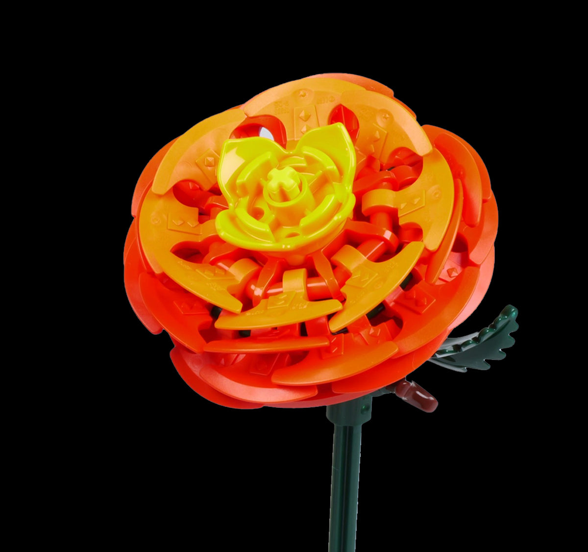 Persian Buttercup