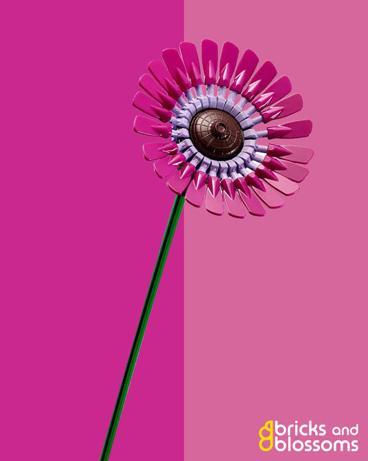 Pink Gerber Daisy