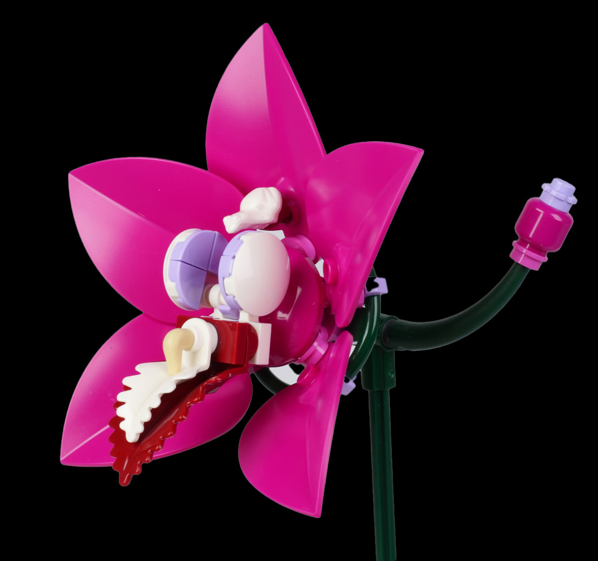 Boat Orchid