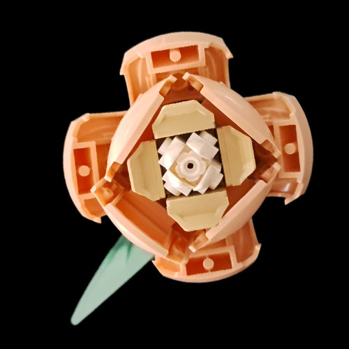 Cream Rose