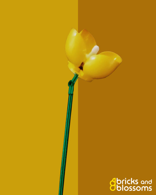 Welsh Poppy