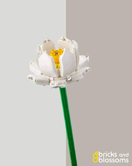 White Lotus Flower Stem