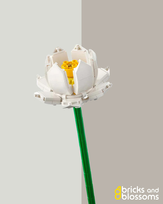 White Lotus Flower Stem